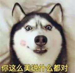 要哈士奇大腚娱乐吃瓜酱,吃瓜酱带你领略萌宠界的欢乐盛宴